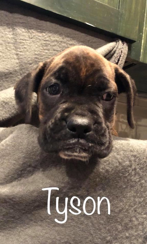 Tyson