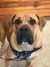 Maggie