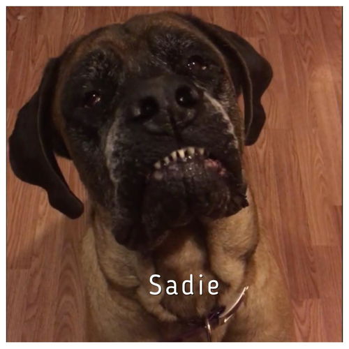 Sadie