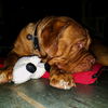 Gaston
