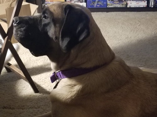 Rosie