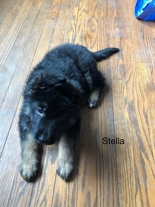 Stella