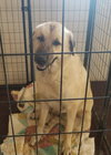 Chance  (great with cats)