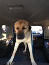 Chance  (great with cats)