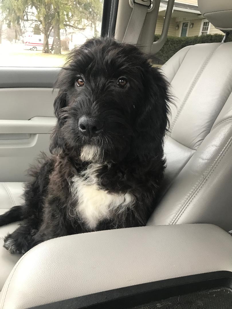 Saint bernard mixed hot sale with a poodle