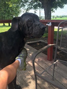Enzo
