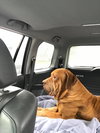 Tonka