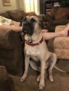 Max  (Red Collar)