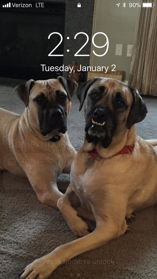 Max  (Red Collar)