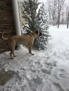 Max  (Red Collar)
