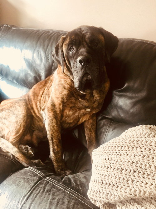 Diesel