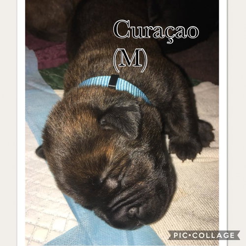 Curaco