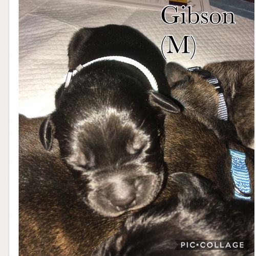 Gibson