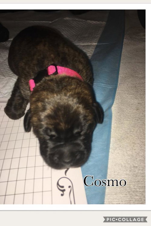 Cosmo