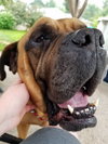 Bugsy