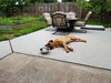 Bugsy