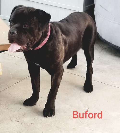 Buford