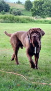 Moose