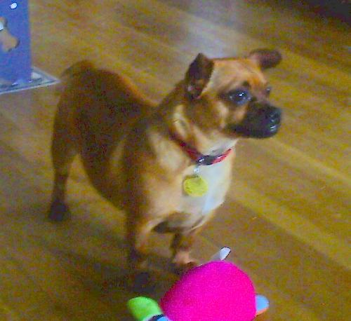 Buddy