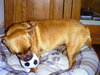 Buddy