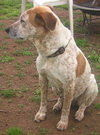 Molly