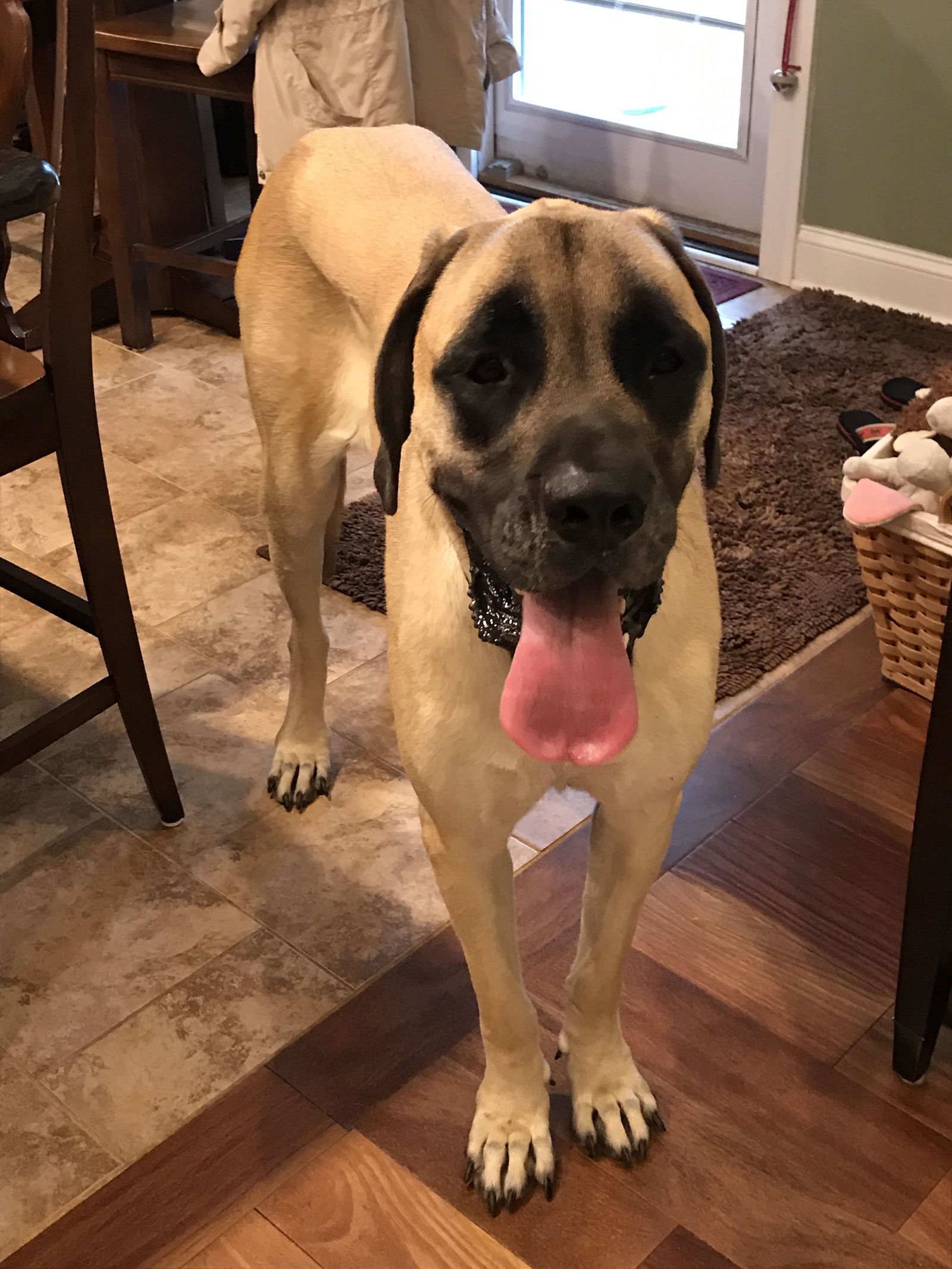 8 month old store mastiff