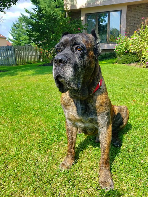 Desmond