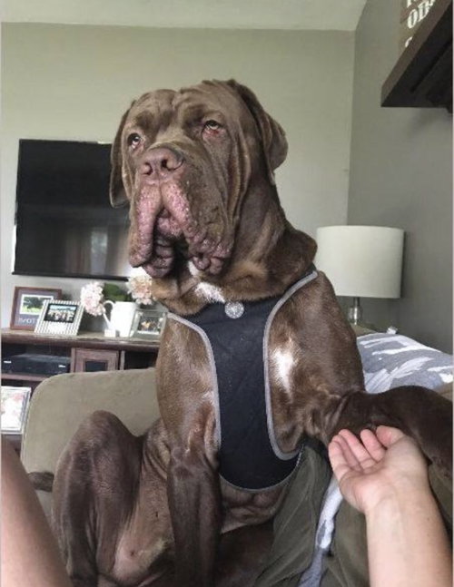 Diesel