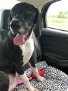 Roscoe