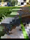 Fang