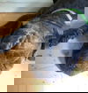 Fang
