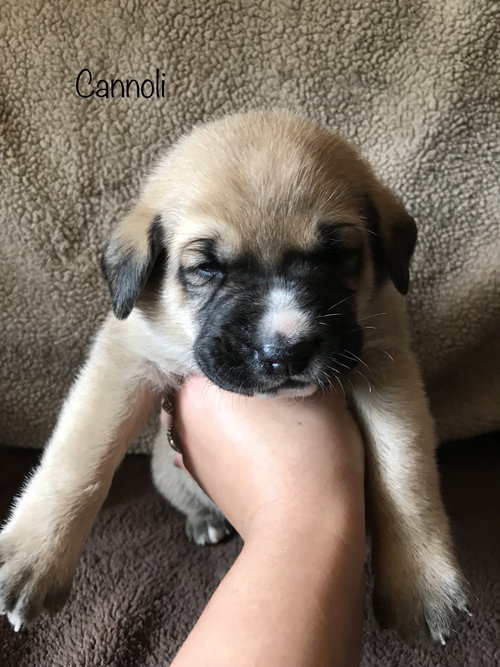 Cannoli