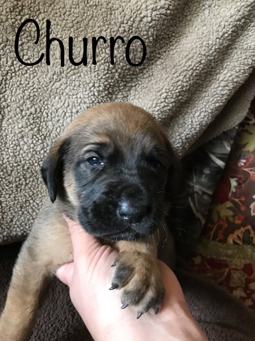 Churro