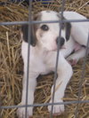 Pongo