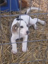 Pongo