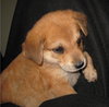 Rosie