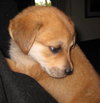 Rosie