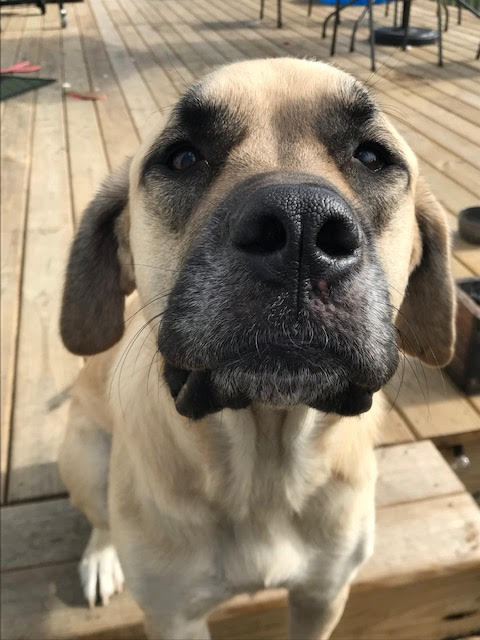 Harley
