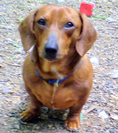 Cooper