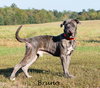 Bruno