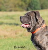 Bruno