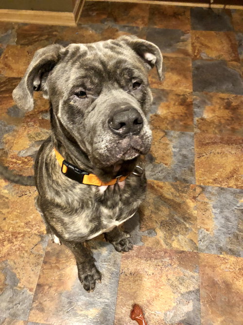 Bruno