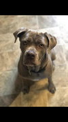 Stella