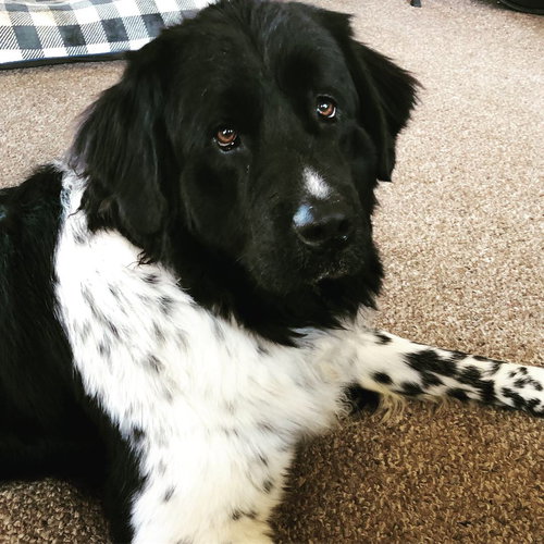 Luna (Newfoundland)
