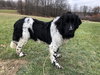 Luna (Newfoundland)