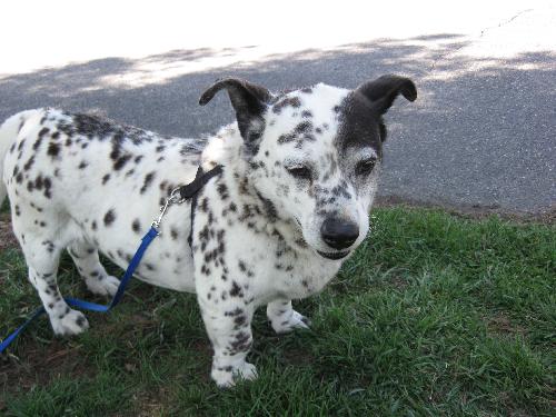 Speckles