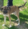Sampson