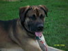Sampson