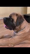 Cooper