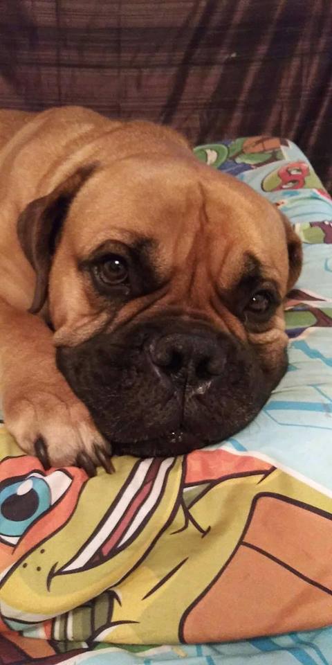 Angus